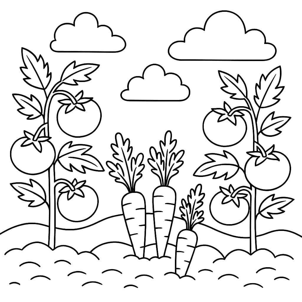 Vegetable Bed with Tomatoes and Carrots Coloring Page