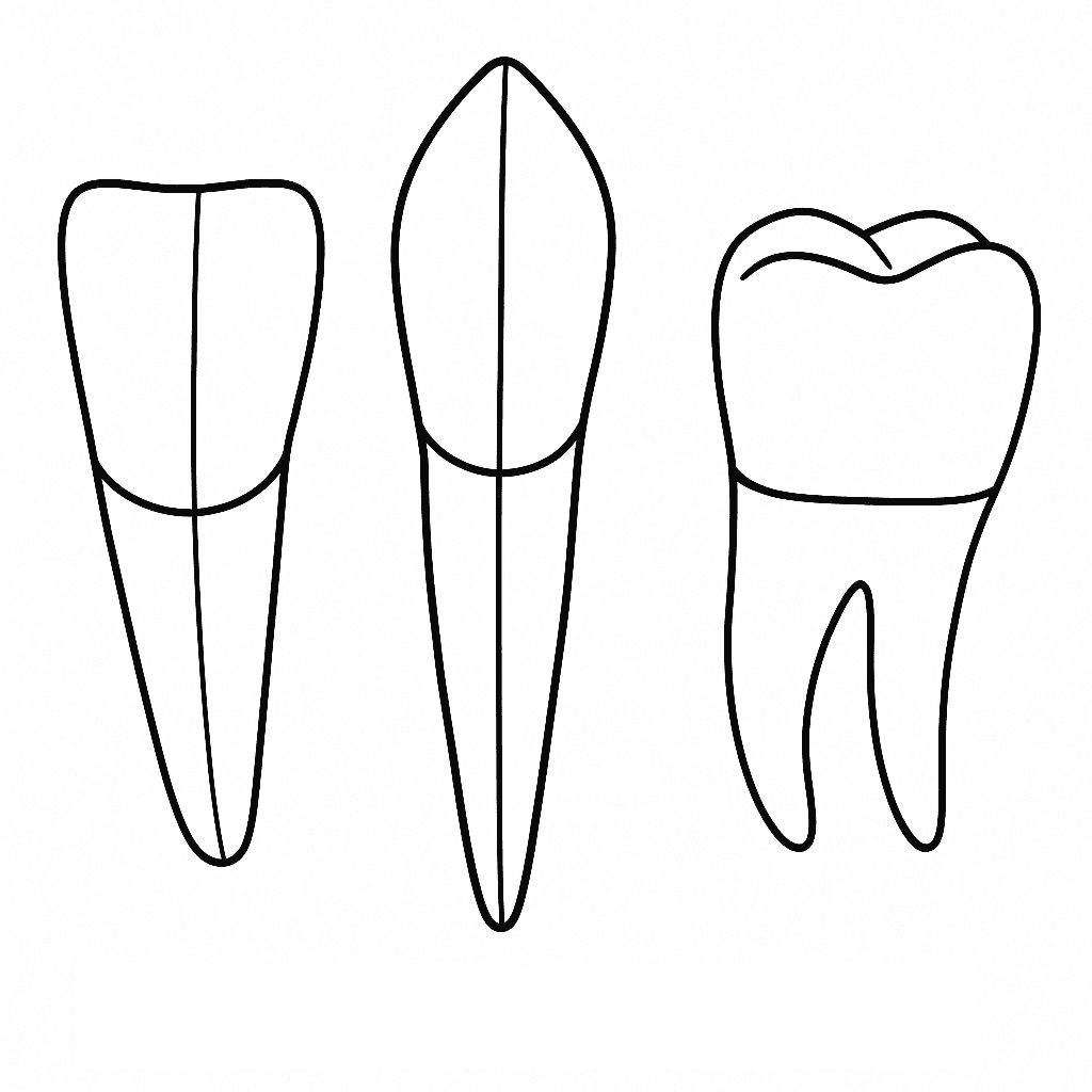 Incisor, canine, and molar tooth coloring page